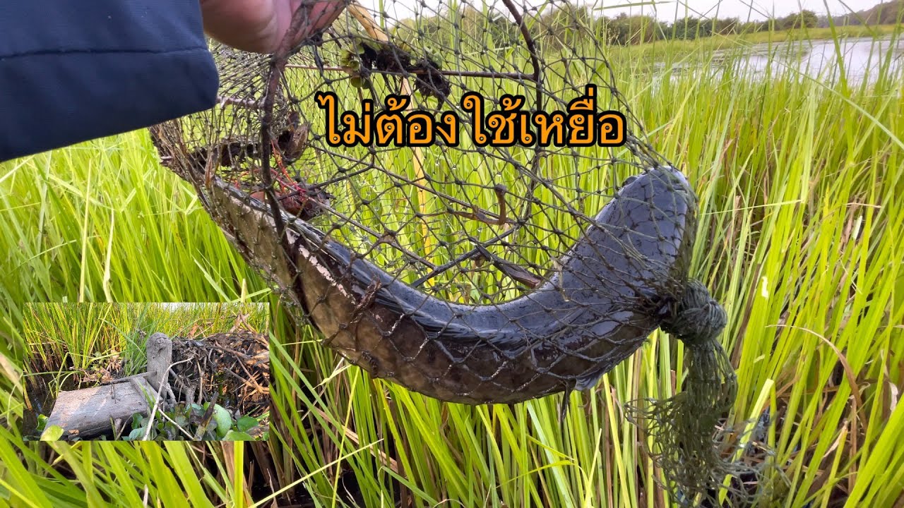 ดักลอบหน้าแล้งEP2#ดักลอบปลาช่อนฤ#ยามลอบปลา
