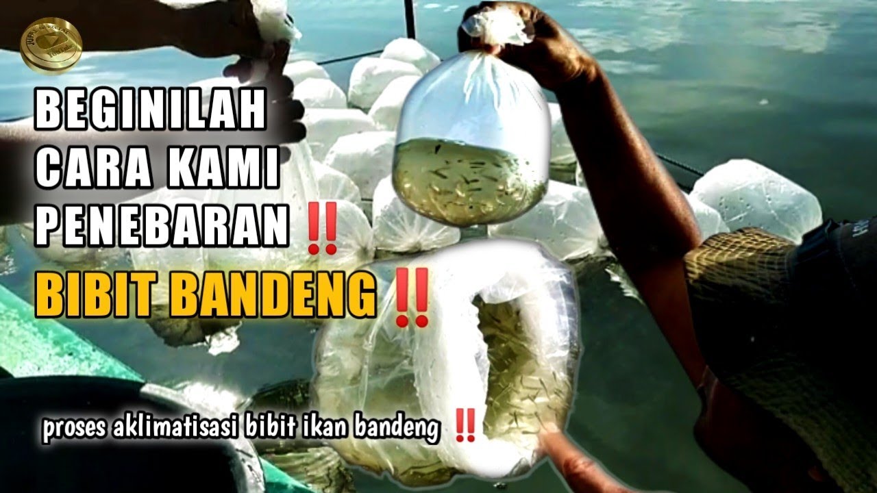 BEGINILAH CARA KAMI PENEBARAN BIBIT IKAN BANDENG TAMBAK SISTEM TRADISIONAL ‼️@DuniaTambak