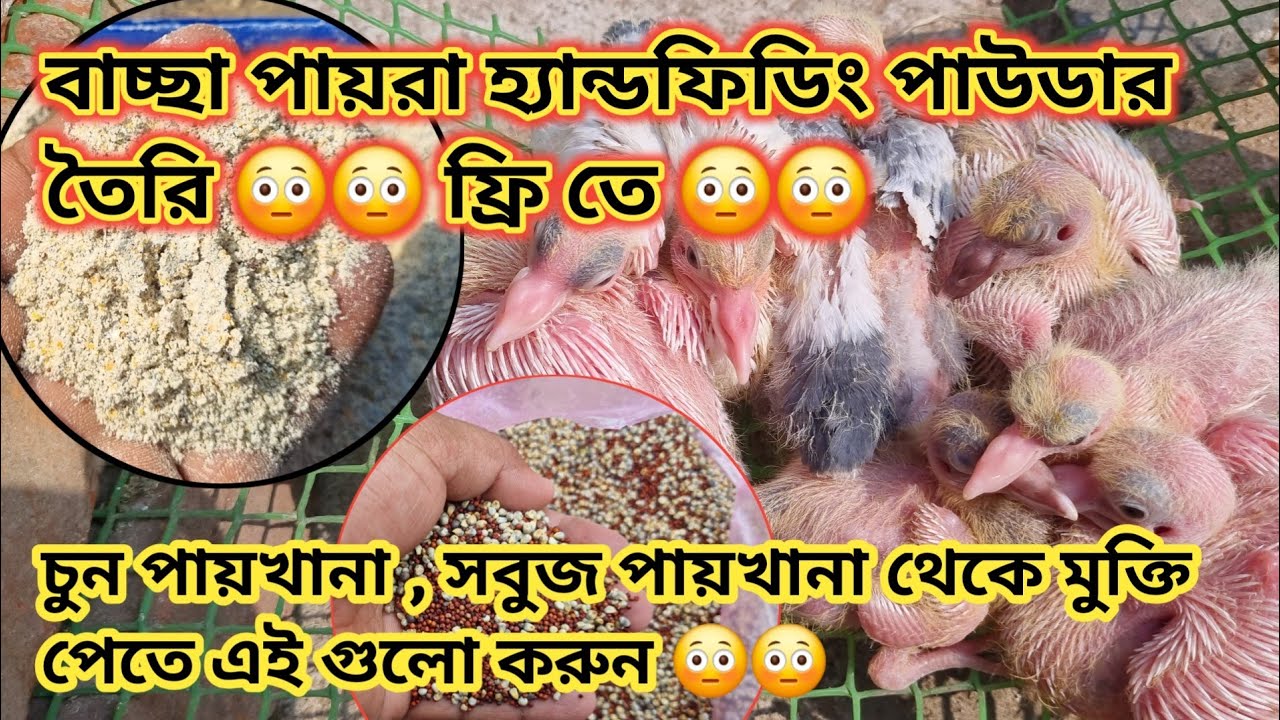 বাড়ীতে বাচ্ছা হ্যান্ড ফিডিং পাউডার তৈরি করুন কম খরচে _পায়রা সবুজ পায়রা🥺  খানা সাদা পায়খানা 🥺