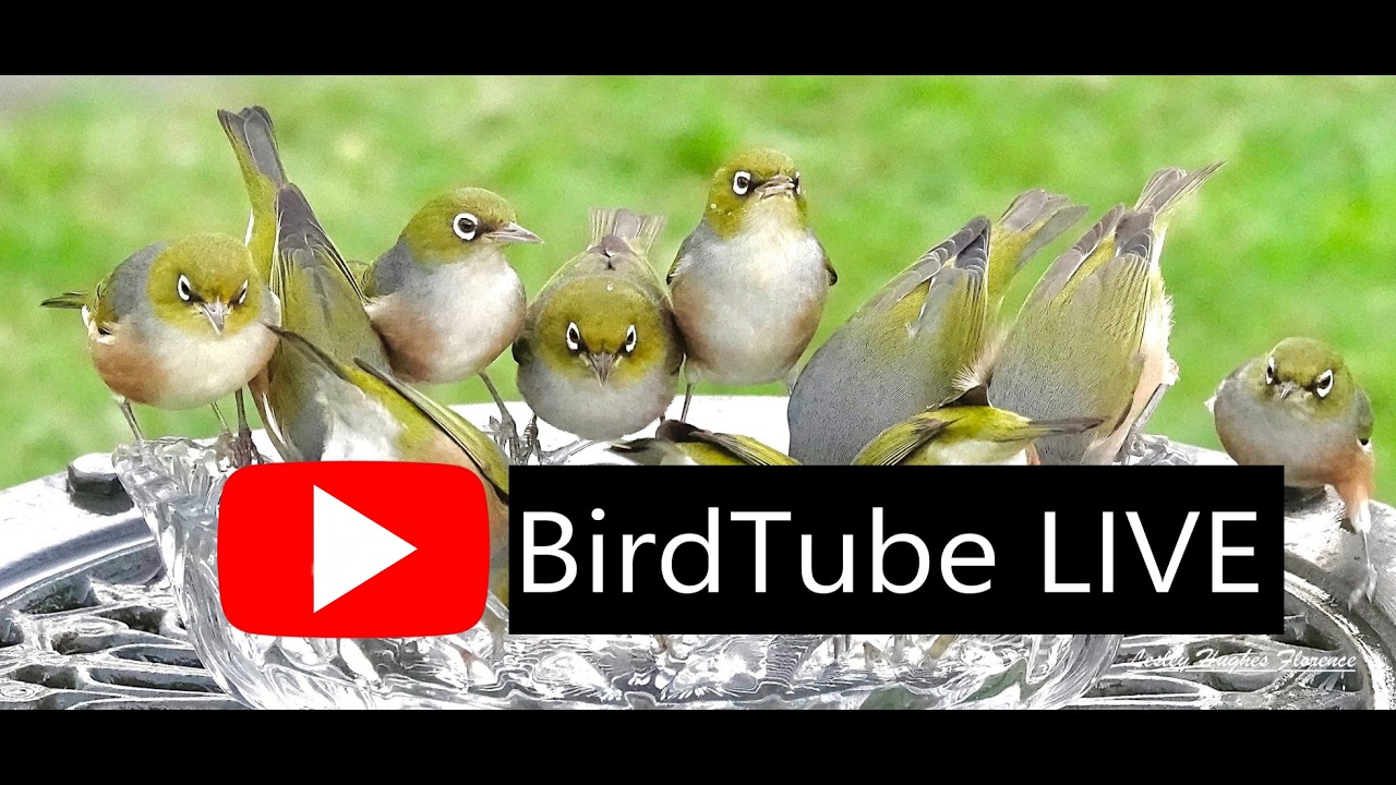 Birdstream LIVE