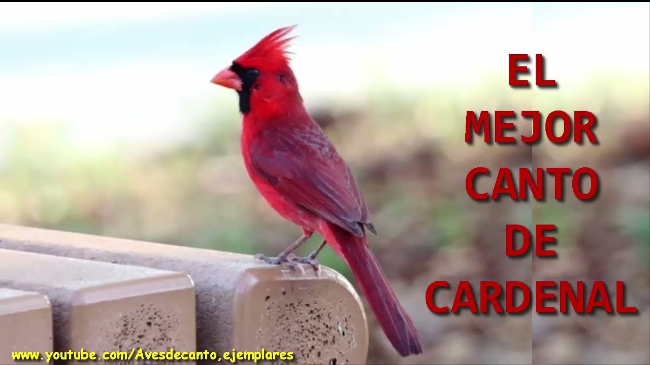 EL MEJOR CANTO DE CARDENAL