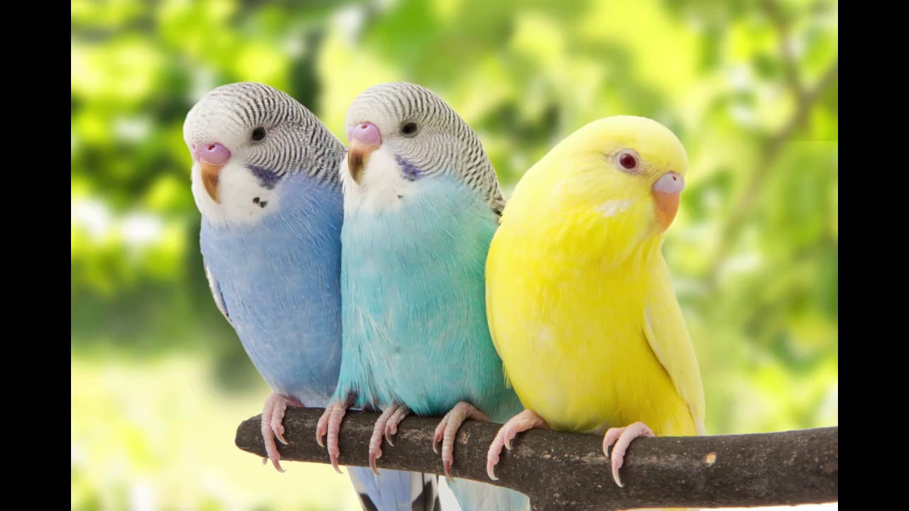 As aves cantam pro dia que nasce