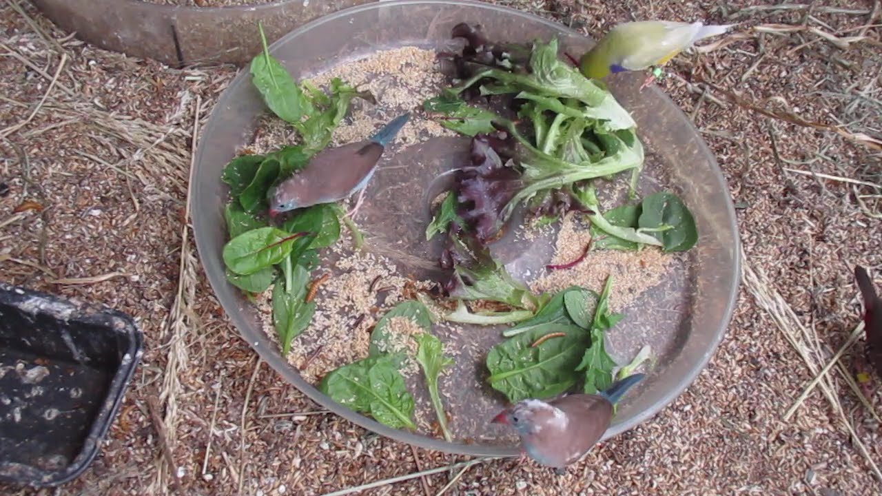 Aviary 8 - Finches & Waxbills (Greens & Mealworms) Tamworth NSW Australia