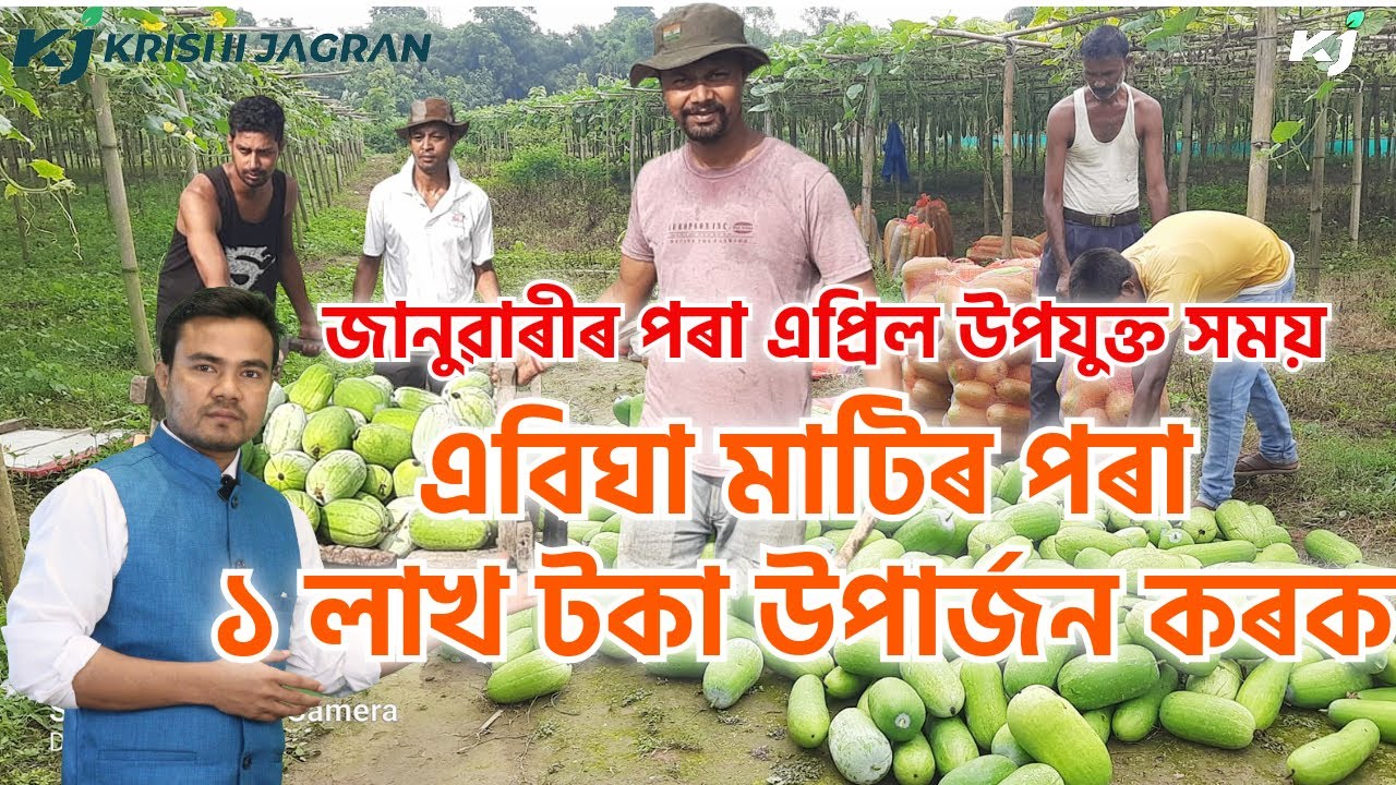 Ash Gourd Farming Time & Process। আহি আছে কোমোৰা খেতিৰ সময়। গ্ৰীষ্মকালীন উদ্যান শস্যৰ খেতি।