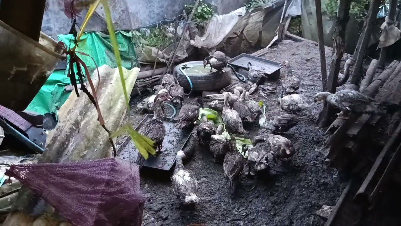 PERMAKULTUR DUCK FARM