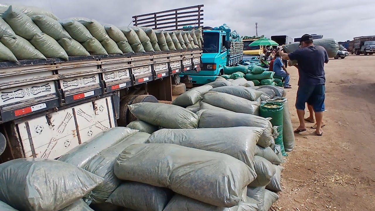 FEIRA DE RACAO E SAL EM CAPOEIRAS PERNAMBUCO 20 de fevereiro de 2026