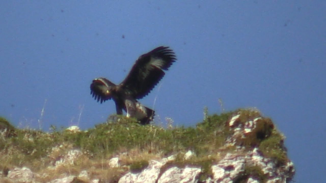 Aguila Real enseña a volar a su hija