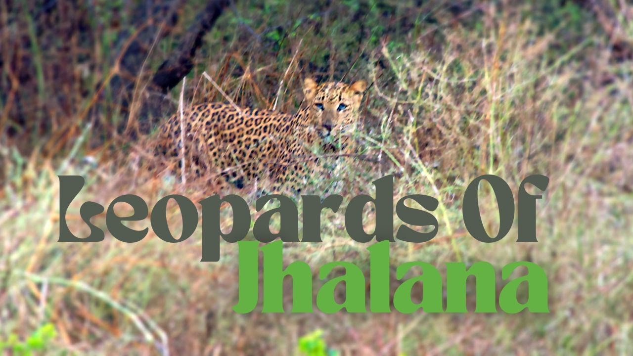 Leopards of Jhalana