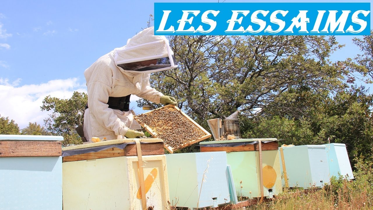 APICULTURE. E44 Comment je crée mes essaims d'abeilles | Méthode Simple et Facile élevage - division