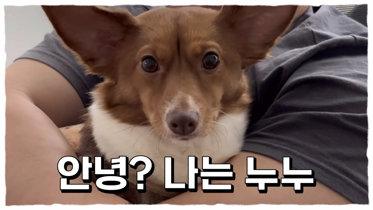 믹스견🤎누누씨의 겨울 