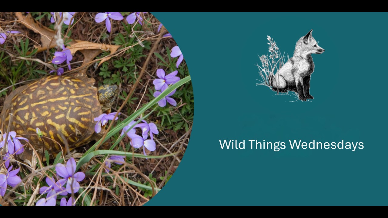 Wild Things Wednesday: Extent and Consequences of Chemical Trespass in Illinois Ecosystems