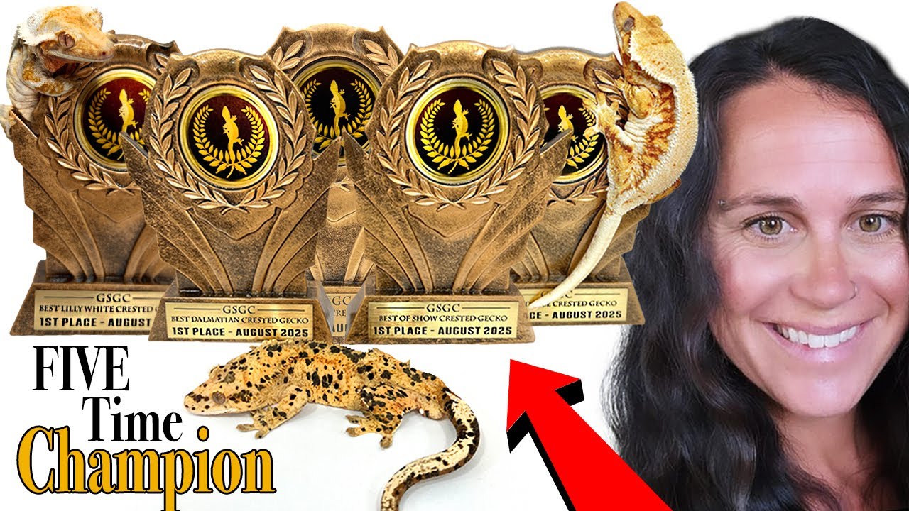 How Giulianas Geckos Won 5 Gold Standard Titles!