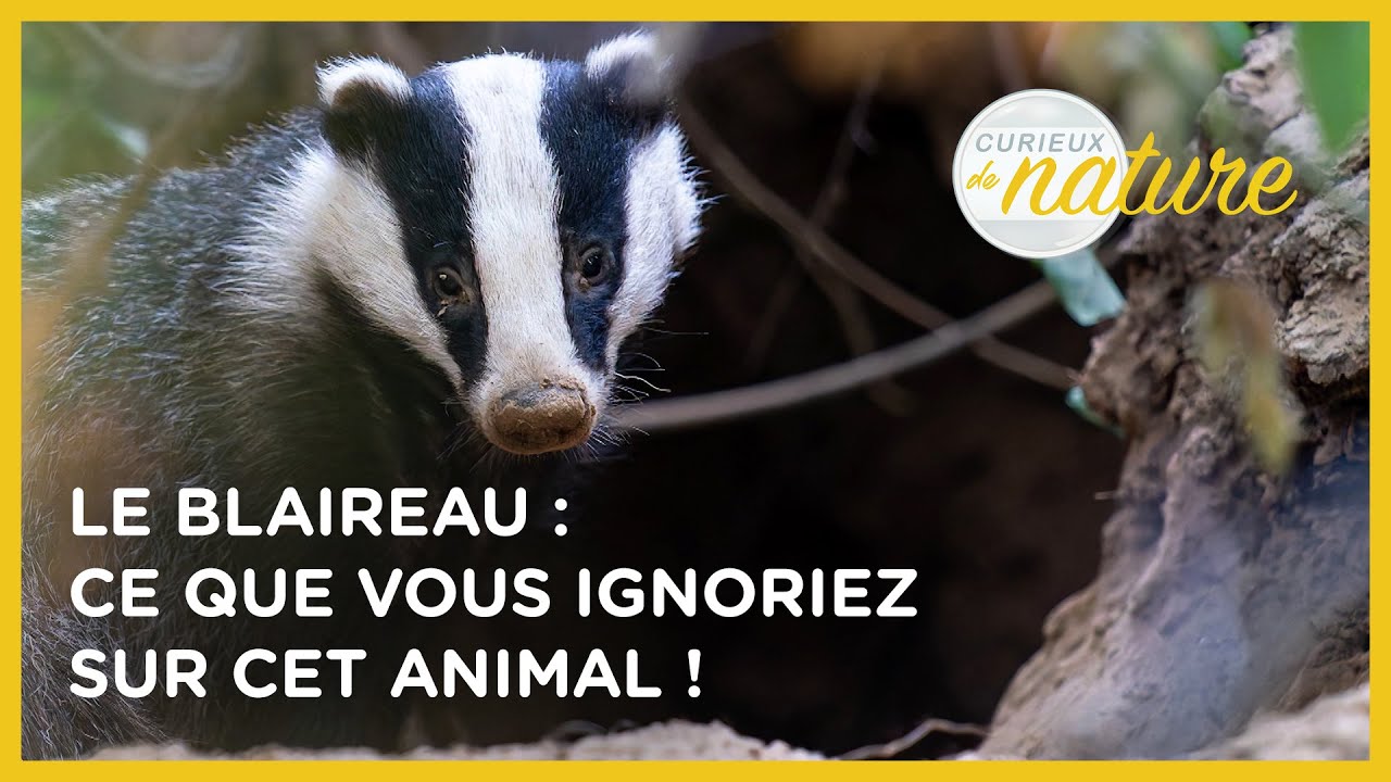 Le blaireau : tout ce que vous ignoriez sur cet animal ! - Curieux de nature #4