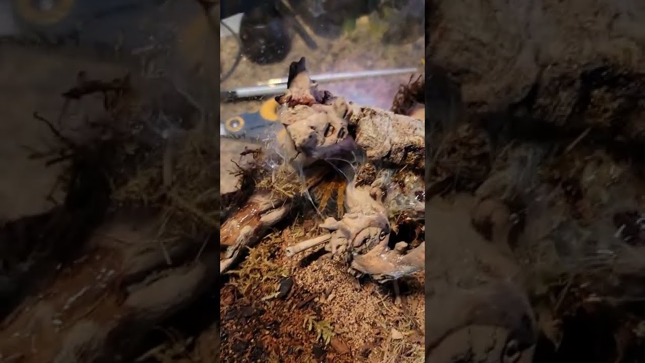 So ungrateful for all I do. OBT tarantula feeding, Pterinochilus murinus