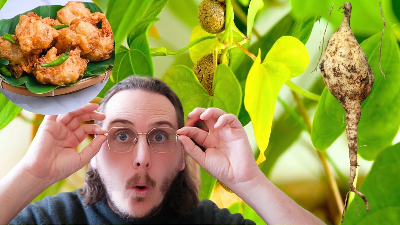 L&rsquo;Igname de Chine : D&eacute;licieuse, Maligne&hellip; et un peu envahissante !&rdquo; 🌿🍠