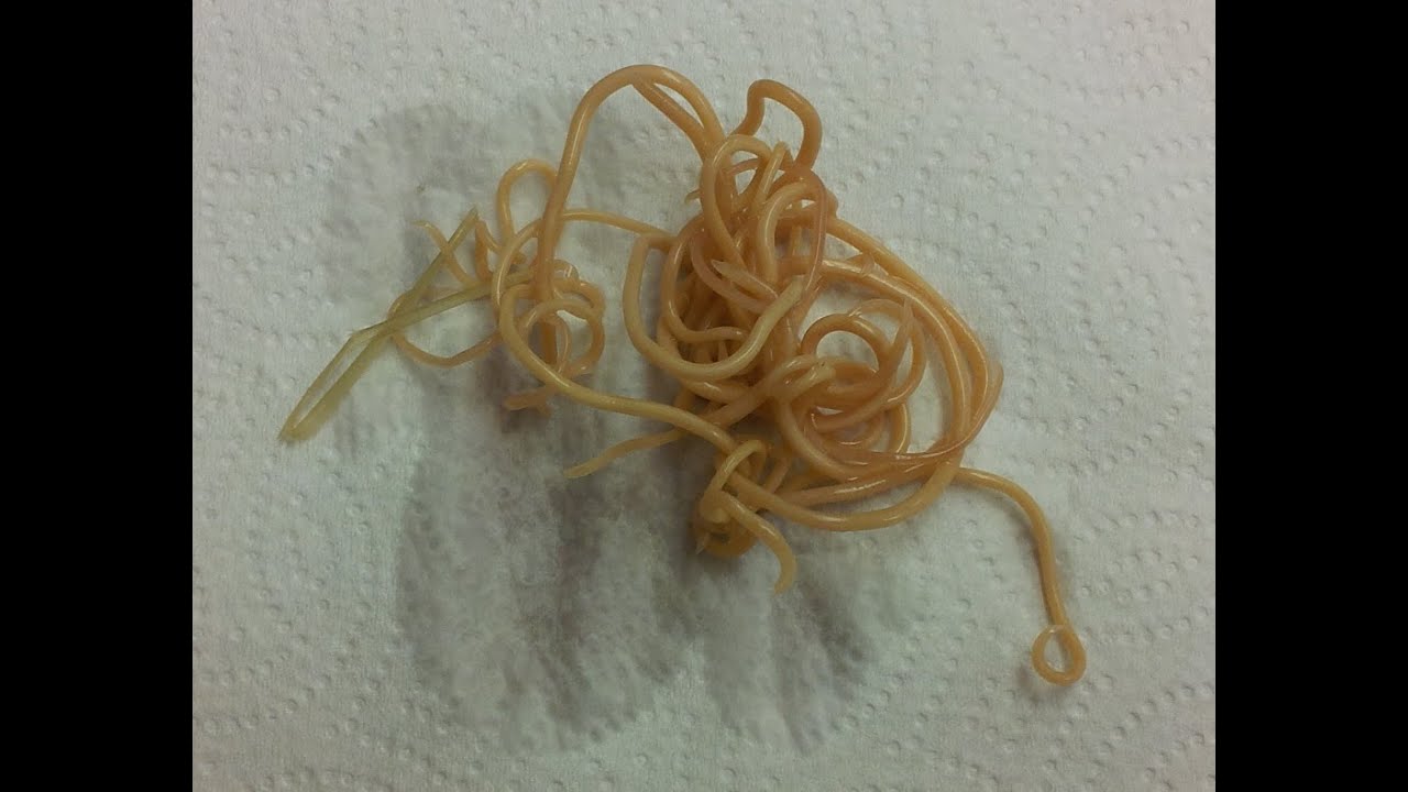 Roundworms in Dogs: Toxocara canis & Toxascaris leonina