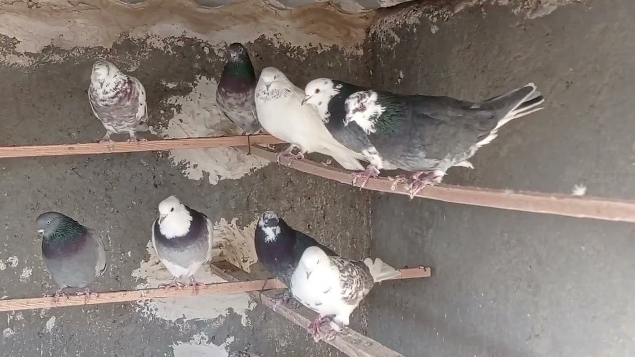 به امیدآزادی تقدیم نگاهتون 🖤🥀