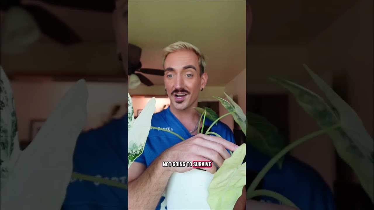 Shortly after this video, I found spider mites completely engulfing this plant and now it has no