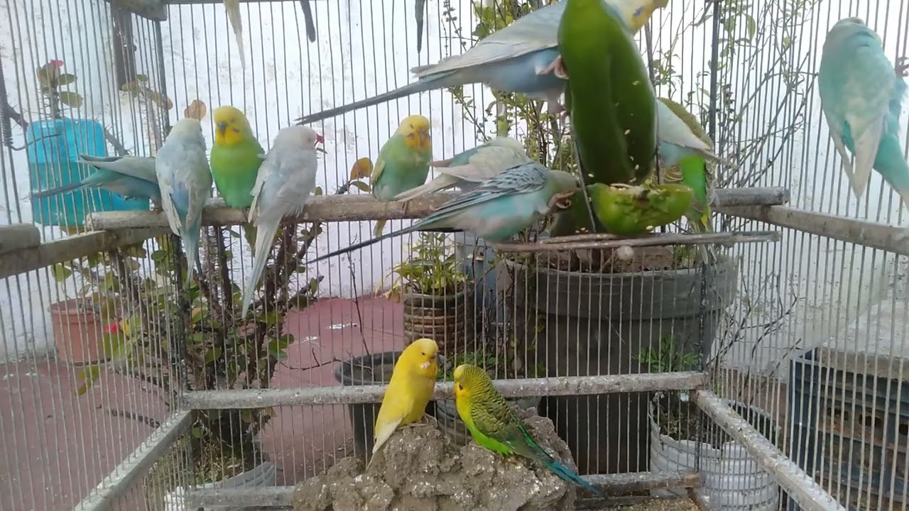 This Is Why Calm Bird Videos Are So Popular