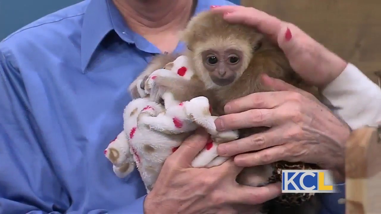 KC Live Episode #1 - Baby Jane the Gibbon Monkey