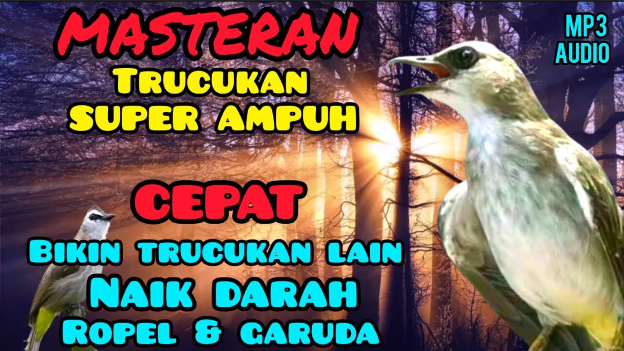 MASTERAN TRUCUKAN FULL ISIAN MEWAH BIKIN GACOR TRUCUK KURANG FIGHTER, PANCINGAN MASTERAN PALING JITU