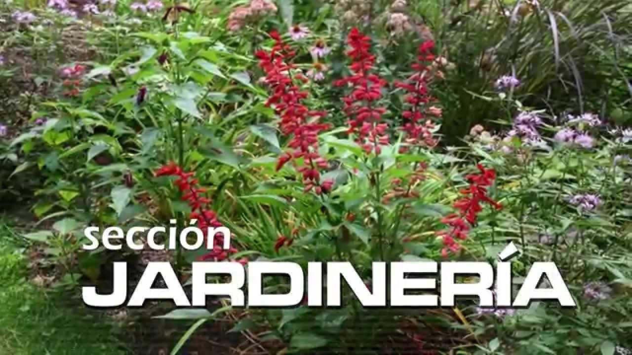 VIVERO ALEGRÍA - Salvias