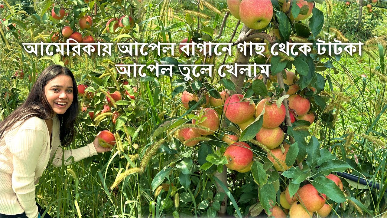 আমেরিকার আপেল 🍎 বাগানে গিয়ে আপেল তুললাম ||  আমি খুশিতে আত্মহারা || Apple picking from farm#youtube