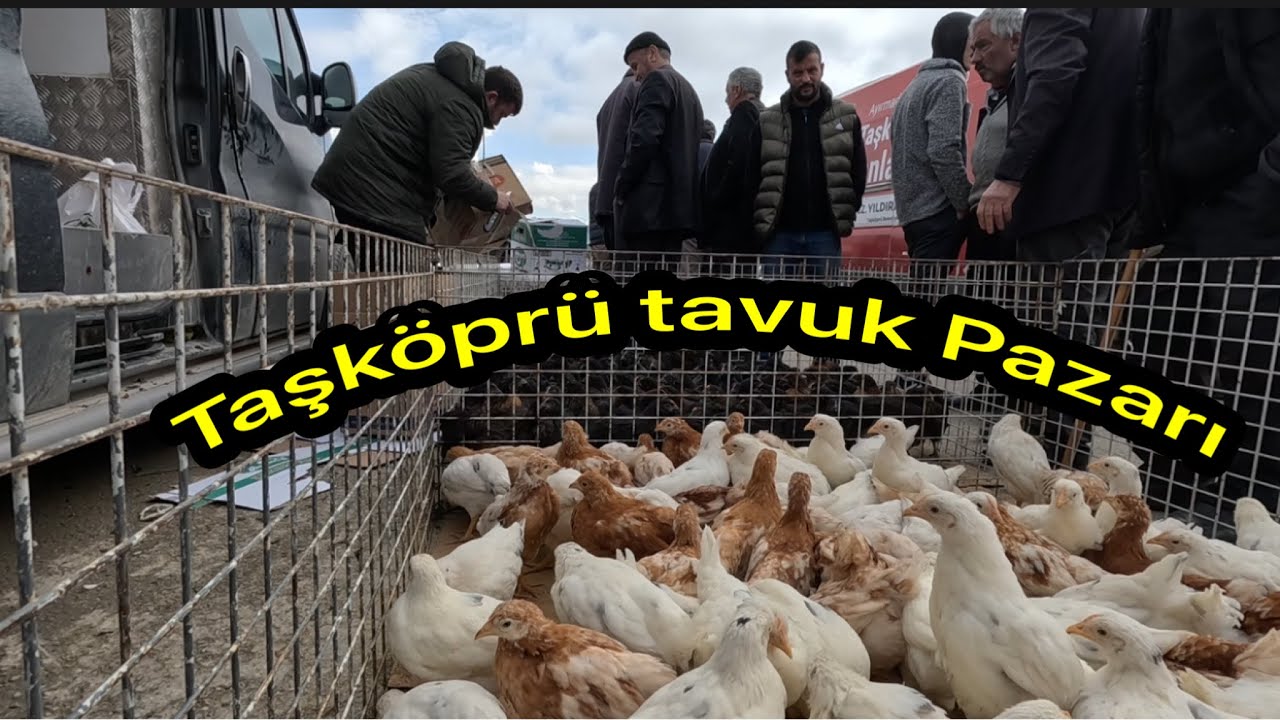 Kastamonu Taşköprü tavuk Pazarı bu haftada bir birinden güzel cins kanatlılara ev sahipliği yaptı🐓