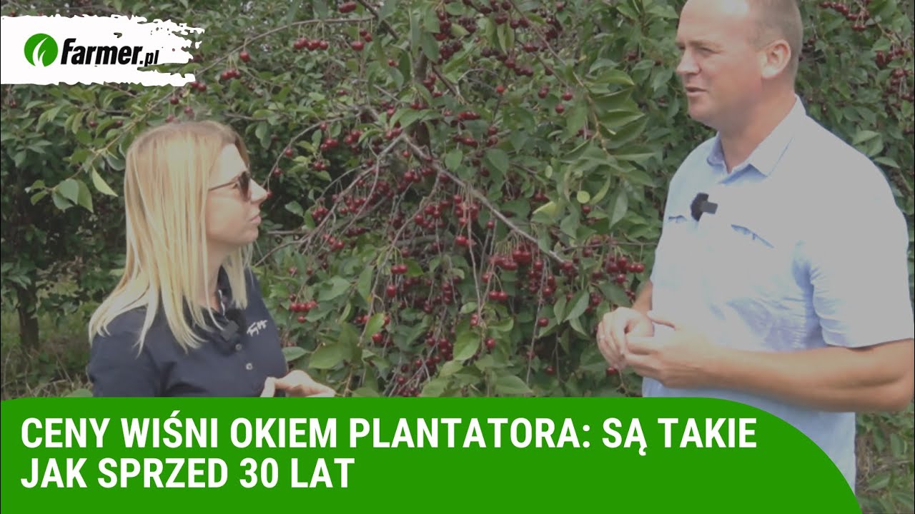 Ceny wiśni okiem plantatora: są takie jak sprzed 30 lat | Farmer.pl
