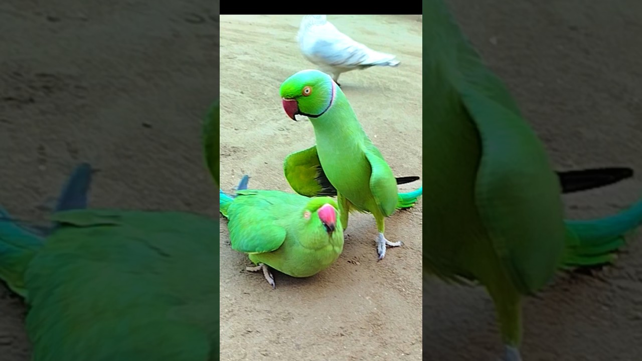 Parrot Jora Ringneck Show Male Female #shorts #fantasticparrot