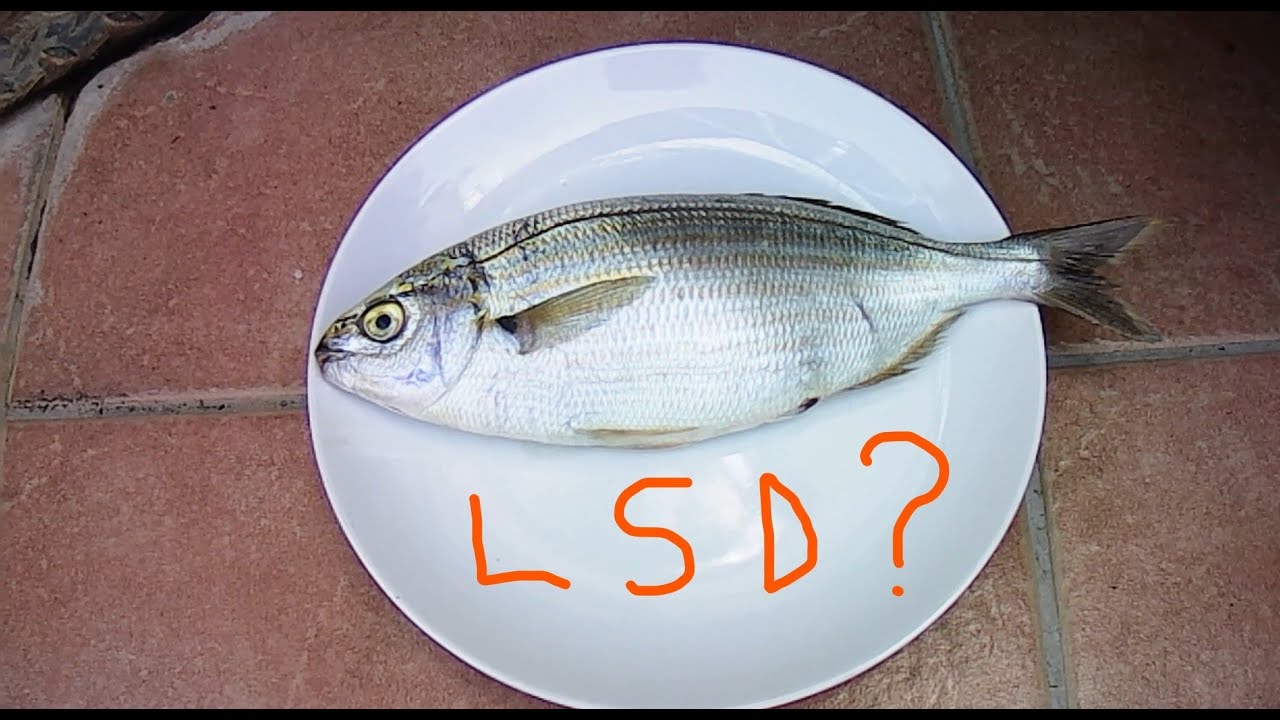 Un pesce allucinogeno, la Salpa. Possibile effetto psicotropo, simile all' LSD. Hallucinogenic fish.