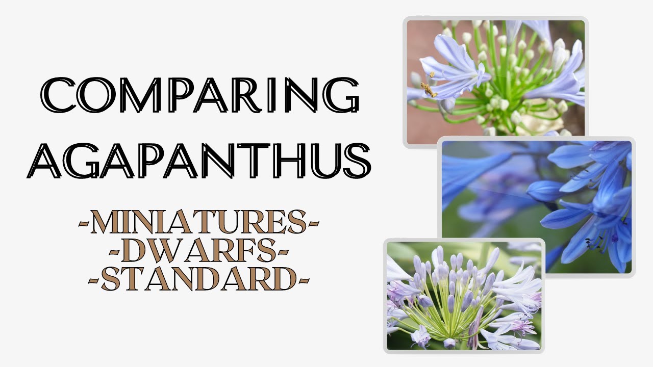 What are the differences between Agapanthus sizes, by Littlewood Agapanthus Farm South Australia
