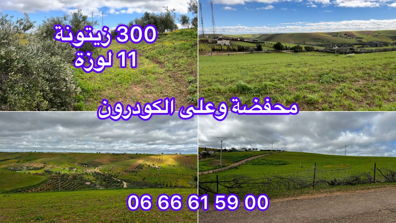 ارض فلاحية محفضة فيها 300 زيتونة و 11 لوزة فيها الضوء والماء قريب ليها 4 قطارات و 4000 متر