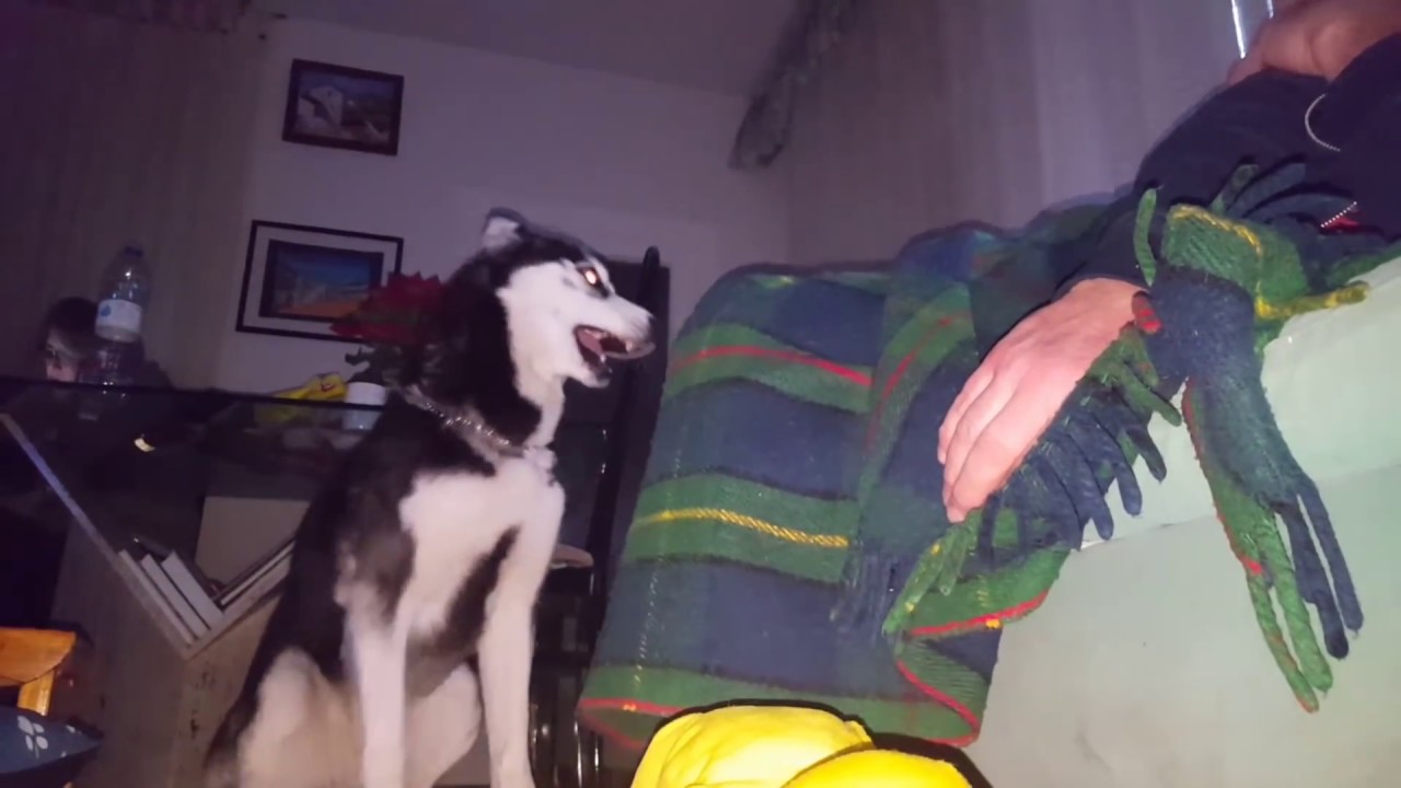 ¿Max, qué te pasa? No deja DORMIR!! || Max the husky