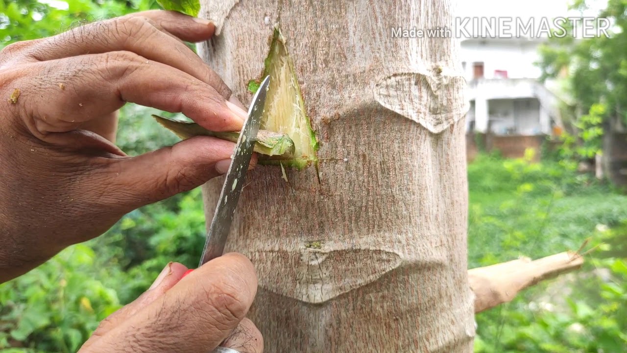 Papaya patch Grafting/पपीता पर पैच ग्राफ्टिंग