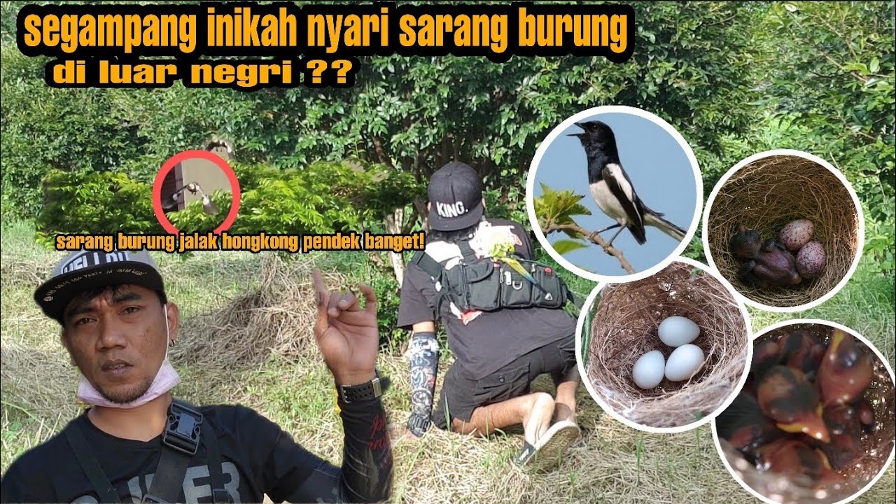 di luar negri SURGANYA BURUNG Kicau.begitu banyak sarang burung disini!