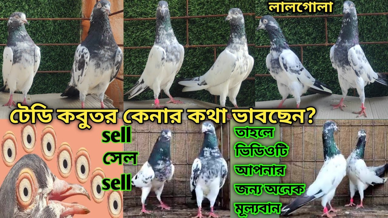 সবচেয়ে সেরা সুন্দর টেডি কবুতরের বিশ্বস্ত ঠিকানা/ মুর্শিদাবাদ লালগোলার সেরা টেডি কবুতর লফ্ট part   2