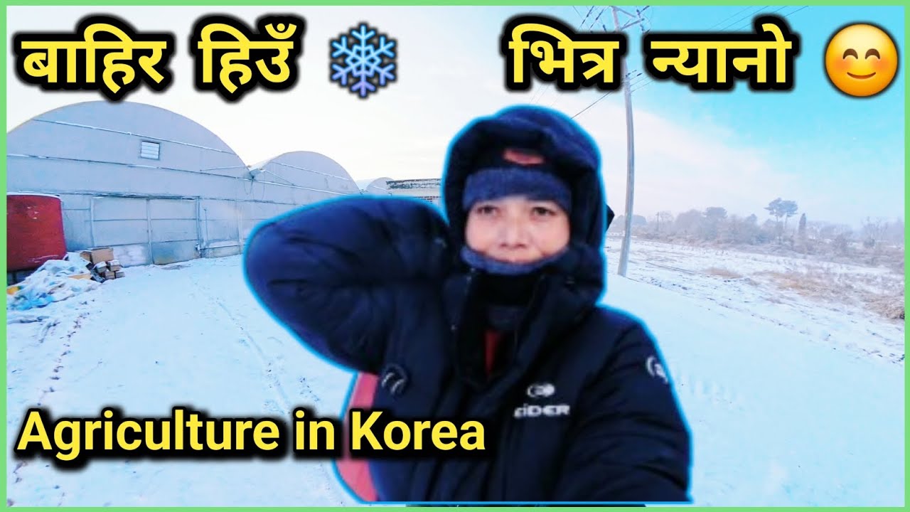 बाहिर हिउँ परिरहेको बेला, ग्रीनहाउसको छुट्टै महत्व | Agriculture in Korea 🇰🇷 | EPS Korea Nepal