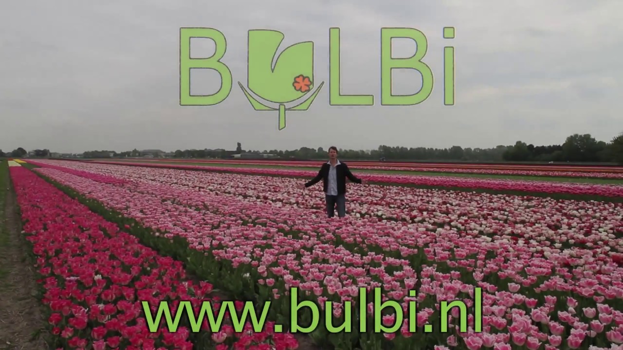 Welcome to BULBi!