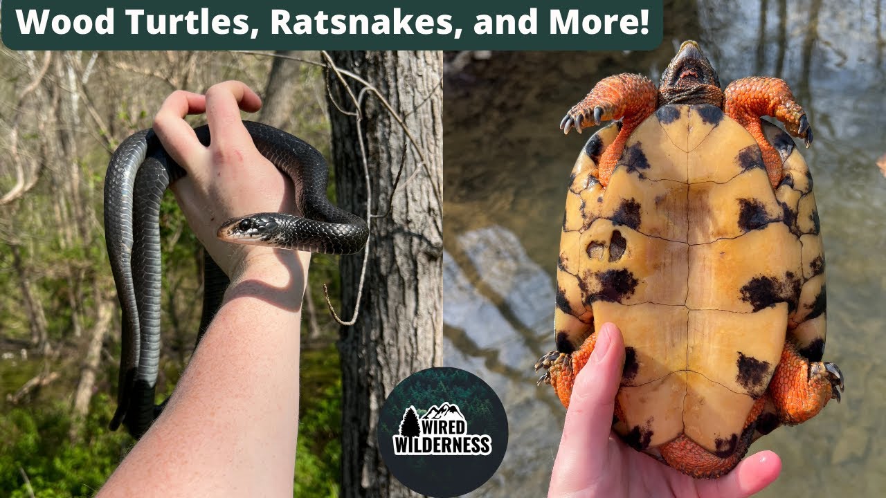 Late April Herping in Western Maryland! Wood Turtles, Black Racers, Ratsnakes, and More!