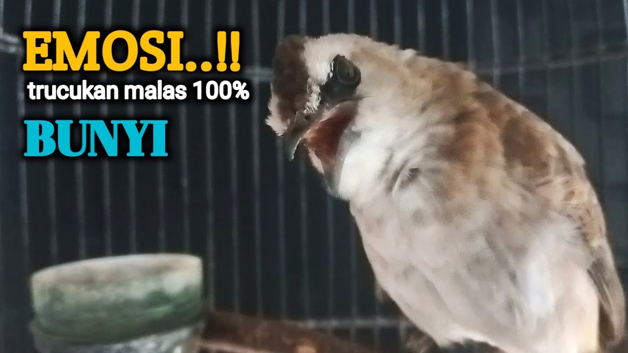 trucukan gacor EMOSI ROPEL PANJANG buat pancingan trucuk agar cepat BUNYI JADIKAN burung NYAUT giras