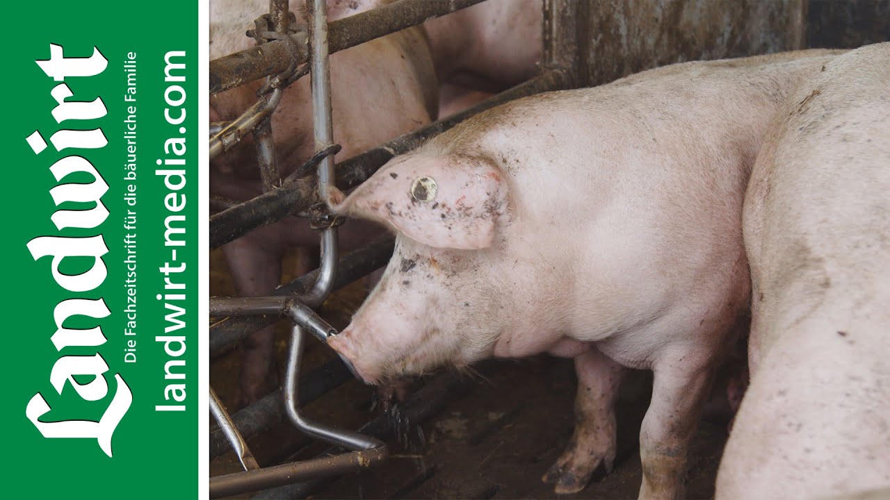 Tierwohl ja - aber nicht bei mir! | landwirt-media.com