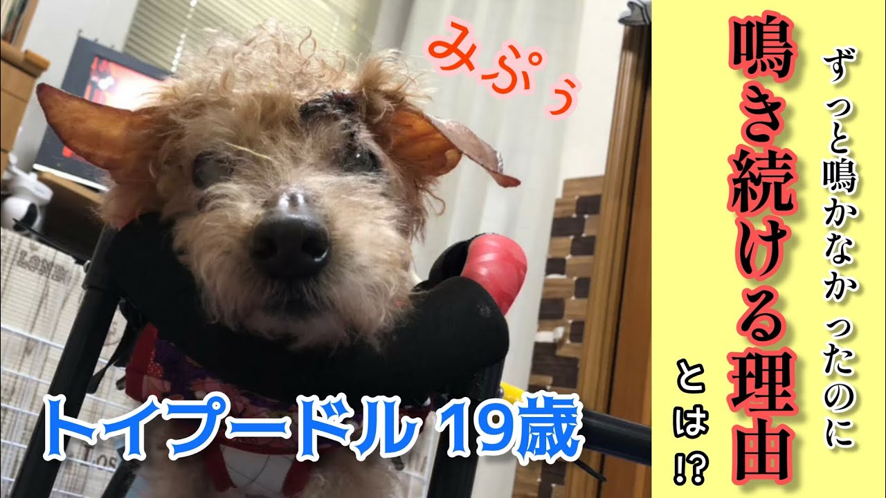 【ある日突然始まった】何かを訴えるように鳴いて暴れるお爺さん… 心配で眠れない飼い主💧