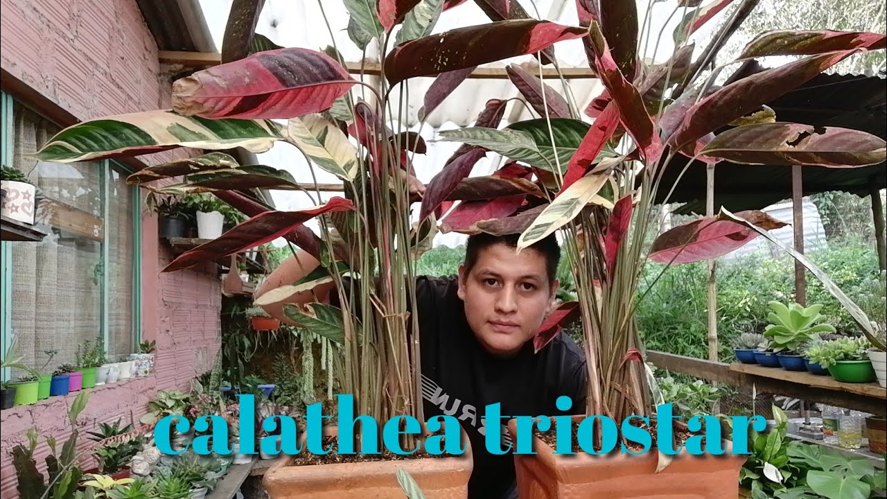 Trasplante y cuidados de la calathea triostar.