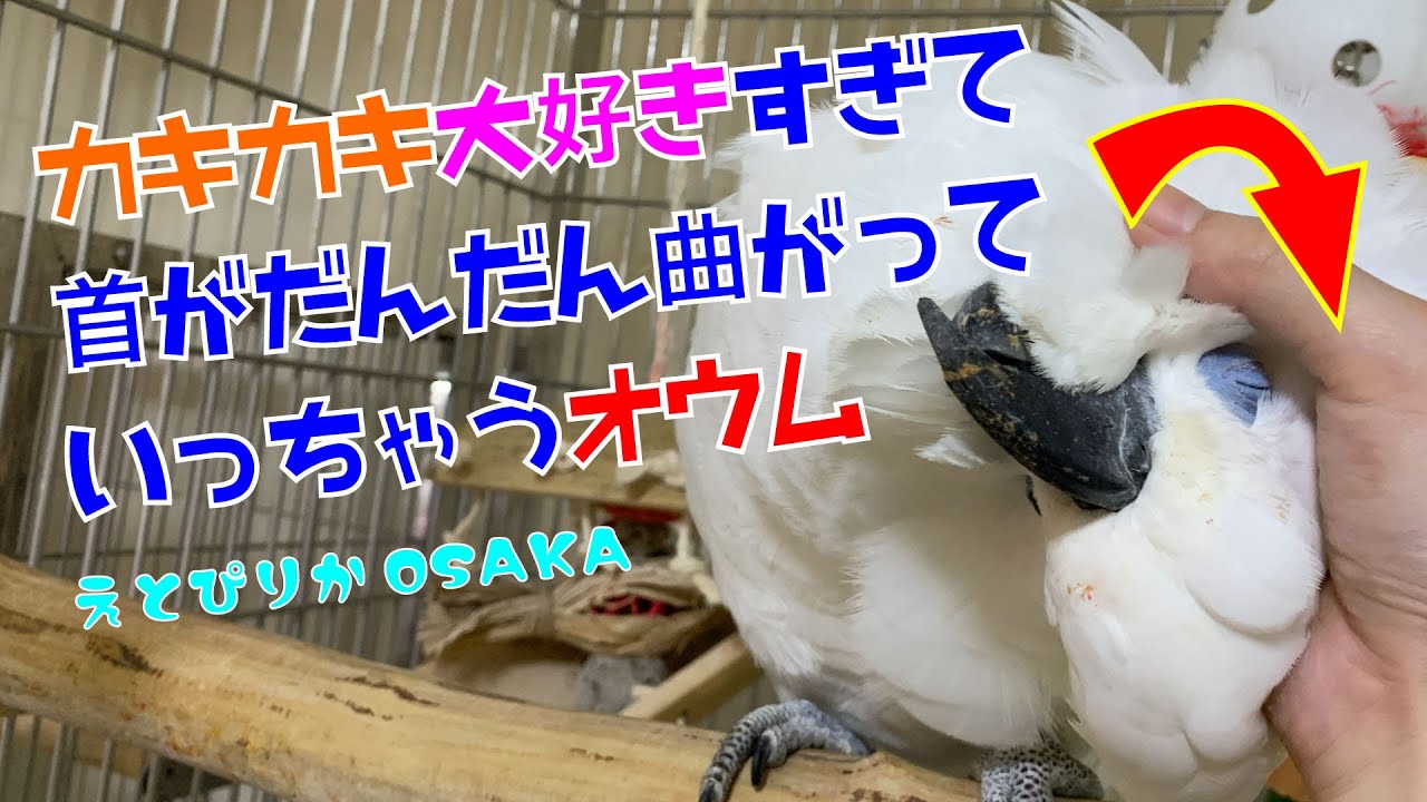 【えとぴりかOSAKA】カキカキされると首が？？【ルリメタイハクオウム・Bleu-eyed Cockatoo】