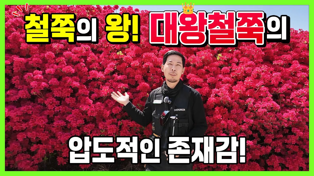 철쭉의 왕! 대왕철쭉의 압도적인 존재감!