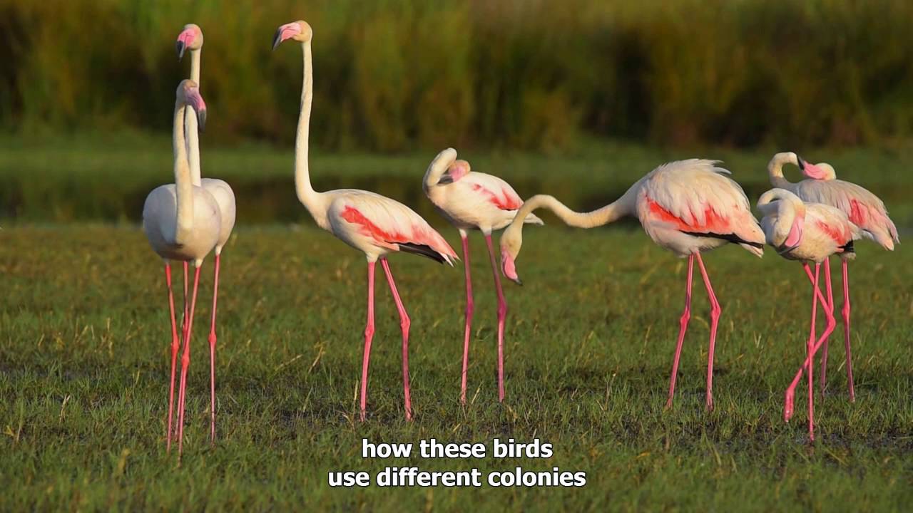 Anillamiento Cient&iacute;fico de Aves en Do&ntilde;ana (ICTS-RBD / EBD-CSIC)