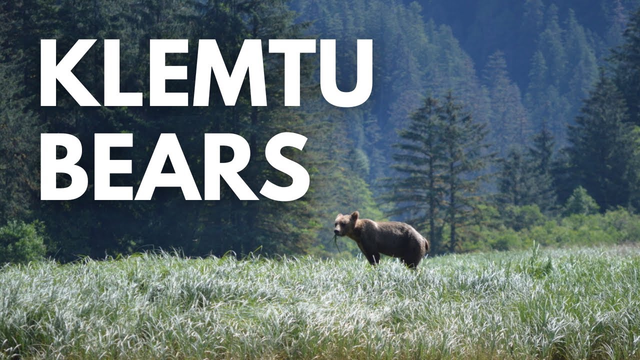 Klemtu Bears