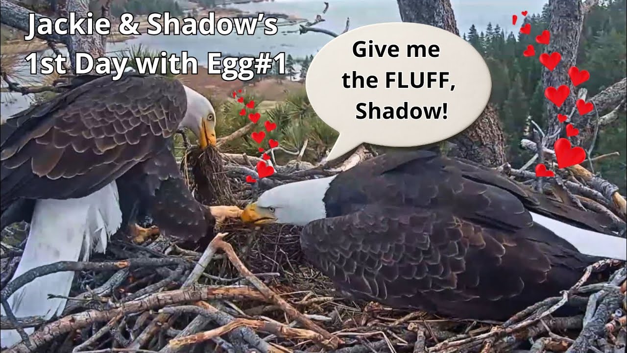 Jackie🦅 & Shadow's🦅+🥚Day 1: Fluff-o-war 😂, Rails Stop Jackie From Claiming the Fish🐟 + Fiona🐿️