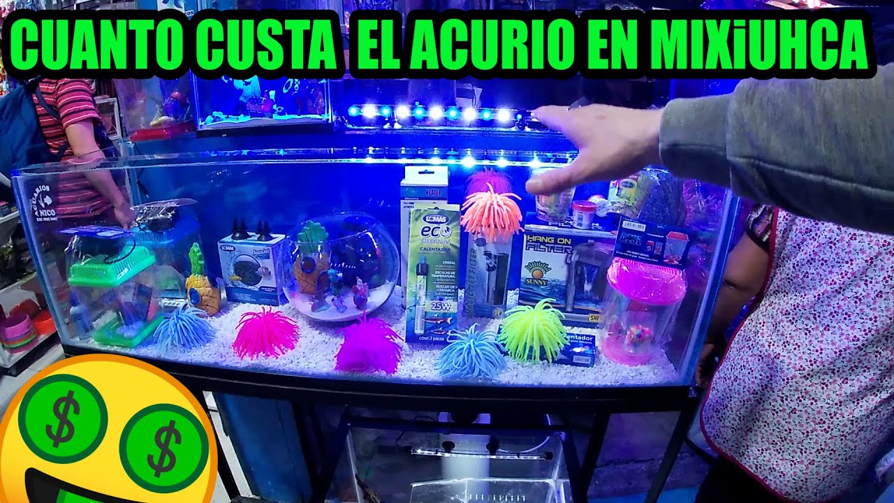 Cuanto cuesta armar una acuario en mercado de los peces Mixiuhca Mario Blogs